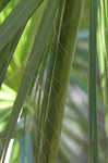 Cabbage palmetto